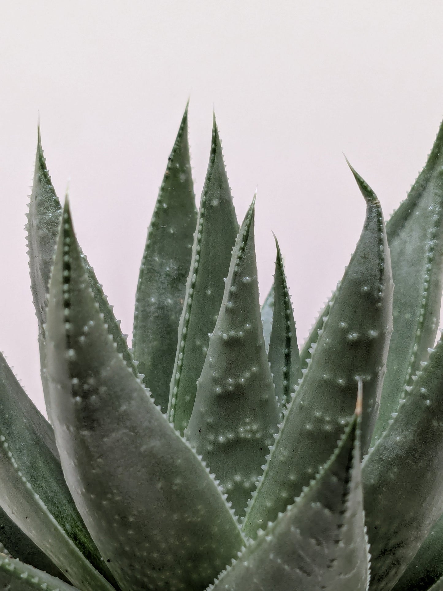 ×Alworthia 'Savanna'