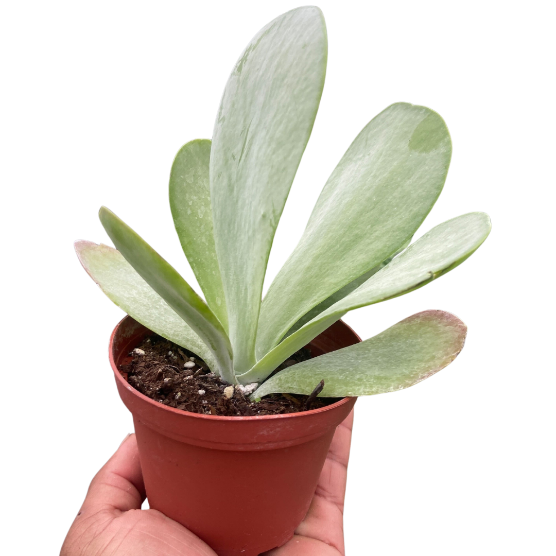 Paddle Plant