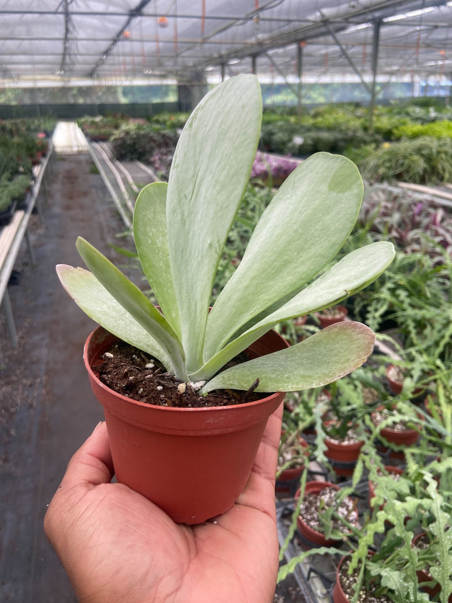 Paddle Plant