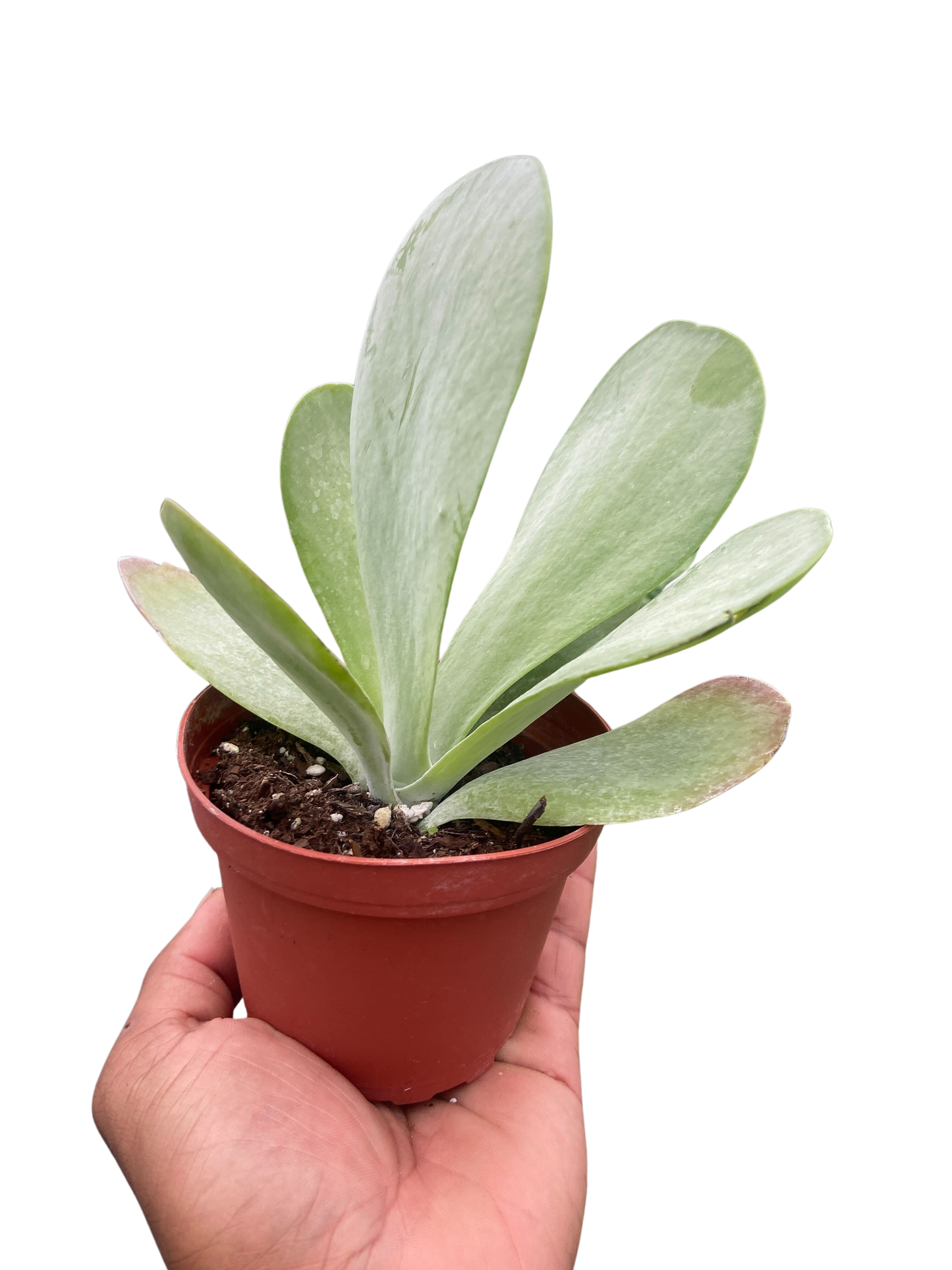 Paddle Plant