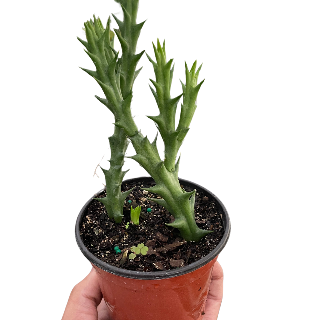 Starfish plant