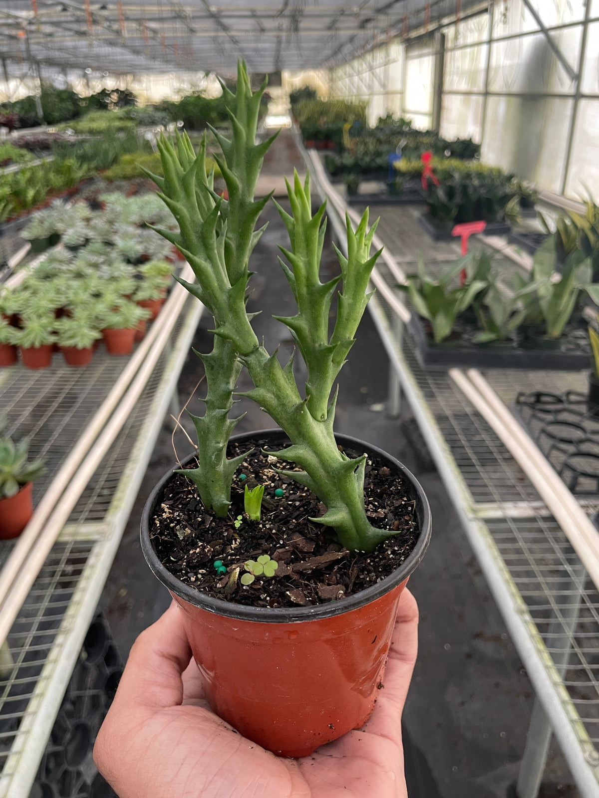 Starfish plant