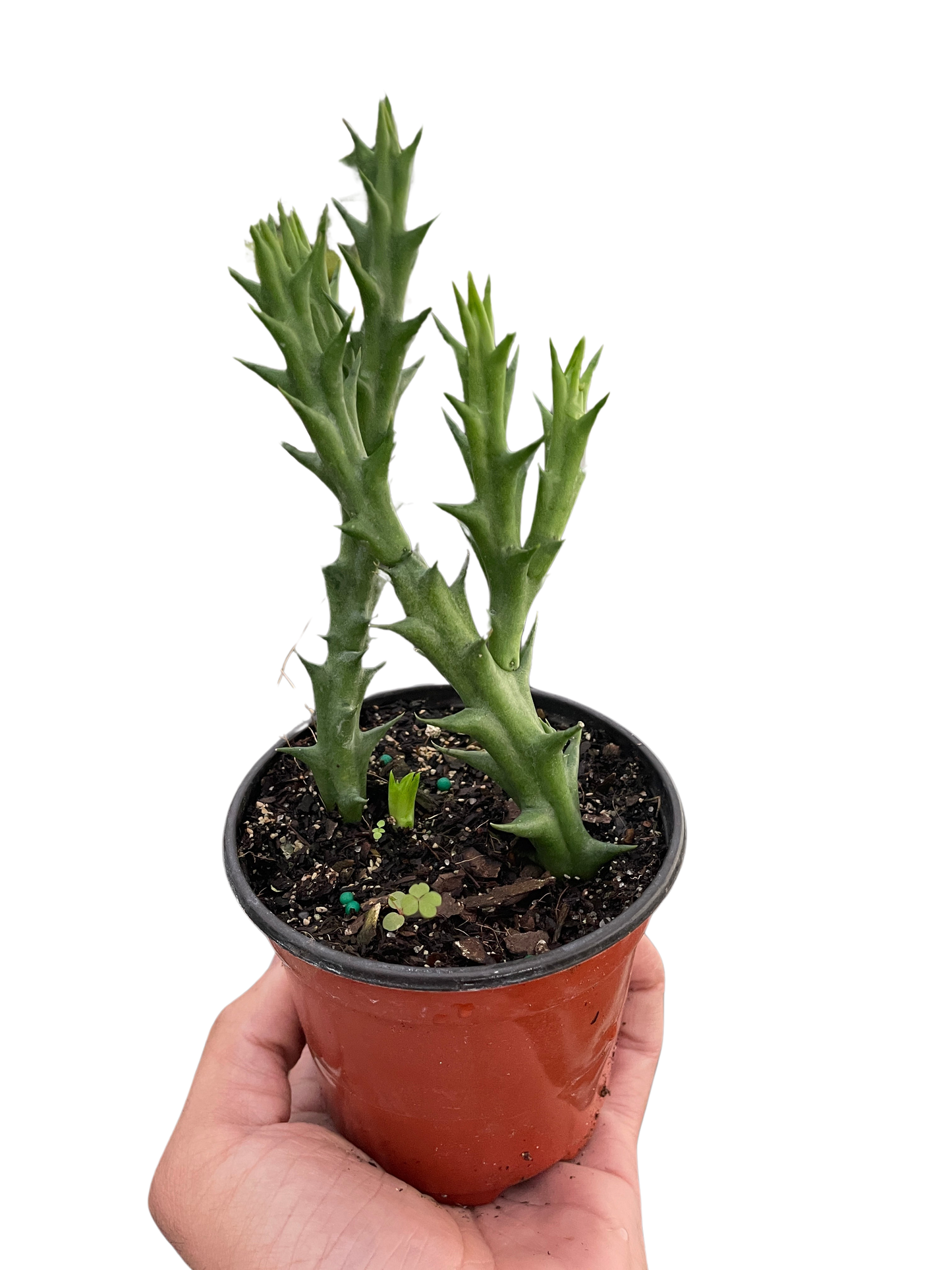 Starfish plant
