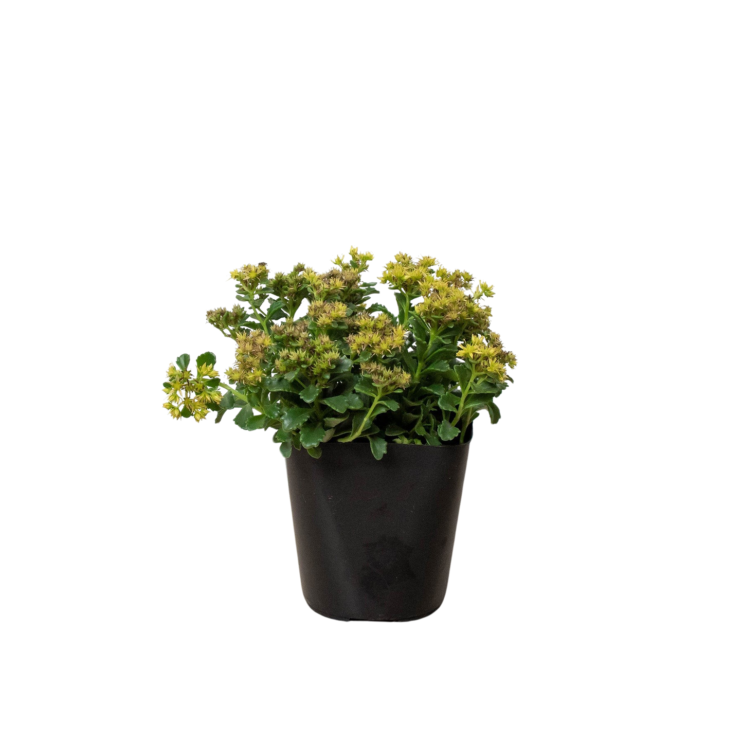 Russian Stonecrop