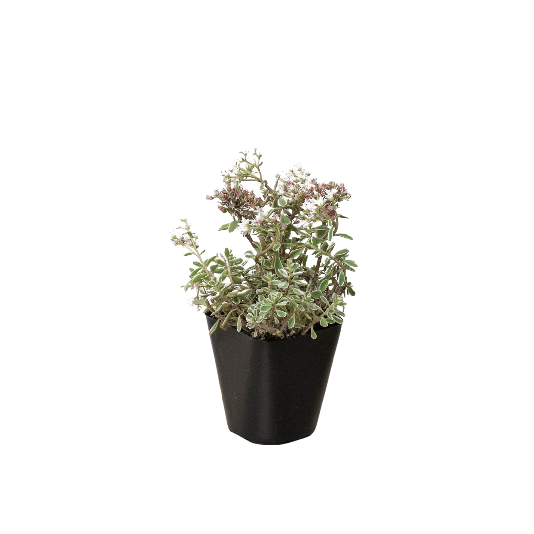 Stonecrop 'Sedum tricolor'