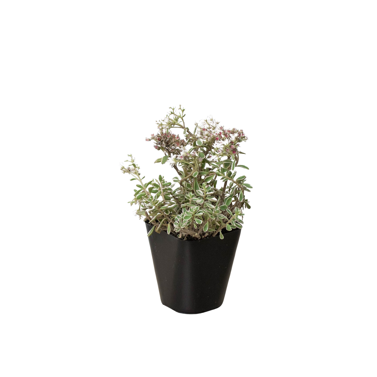 Stonecrop 'Sedum tricolor'