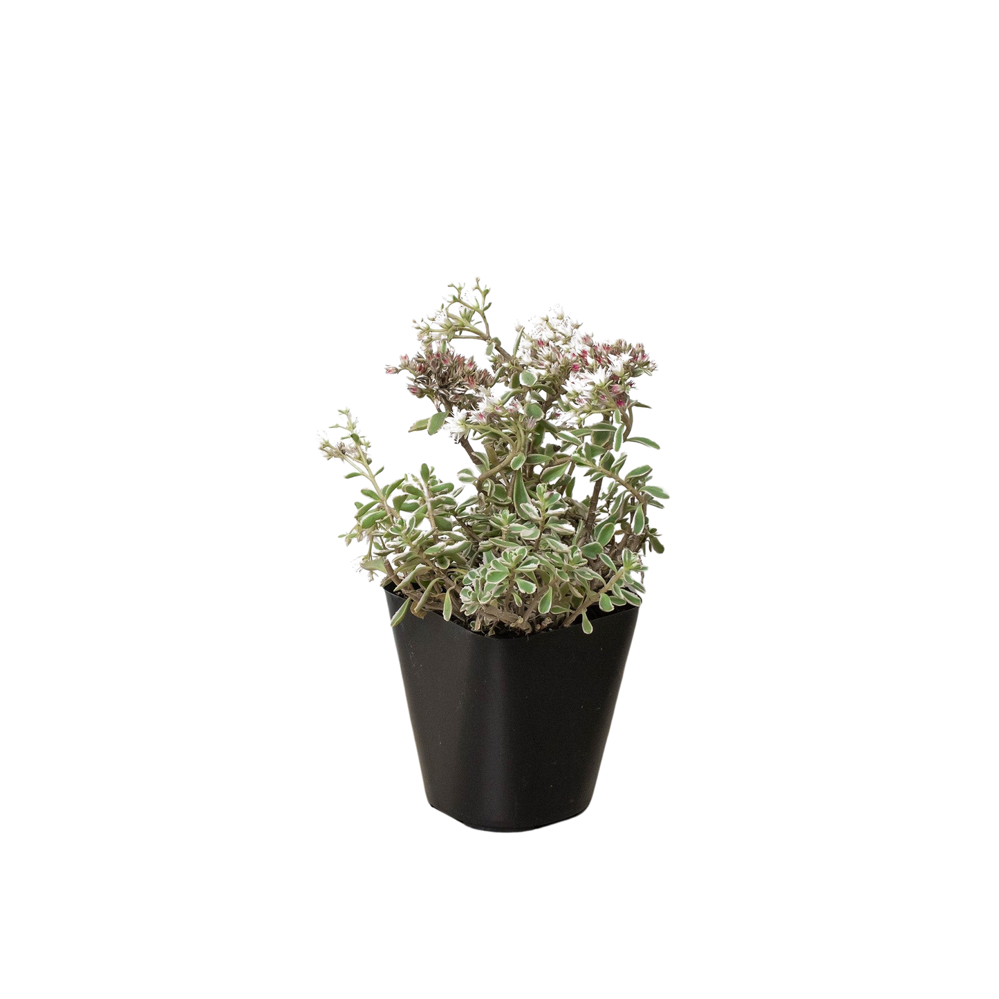 Stonecrop 'Sedum tricolor'