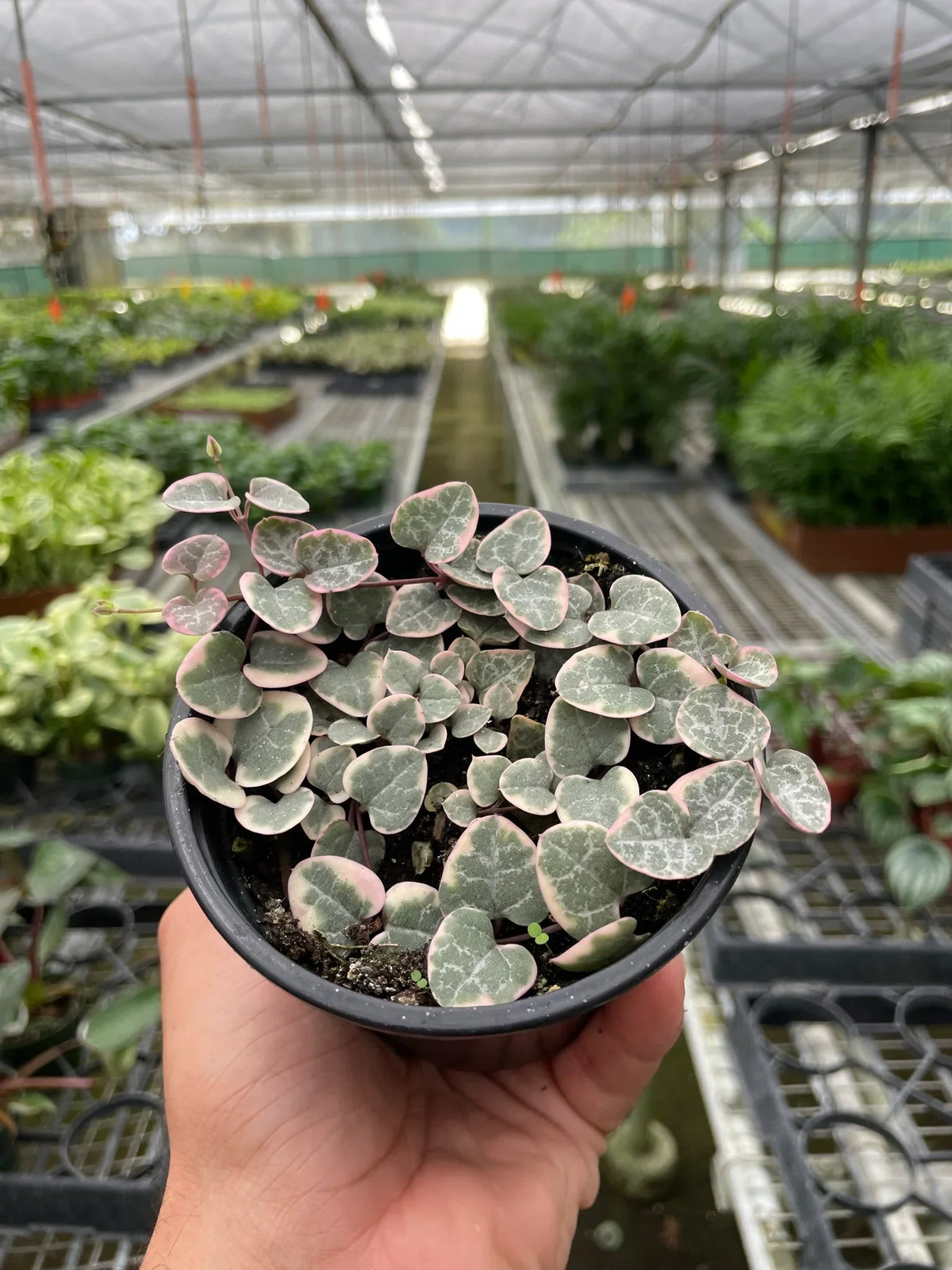 String of Hearts 'Variegata'