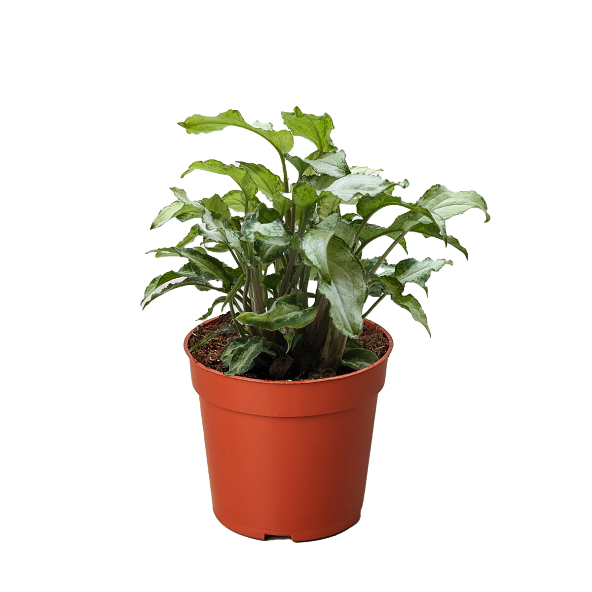 Arrowhead Plant 'Three Kings'