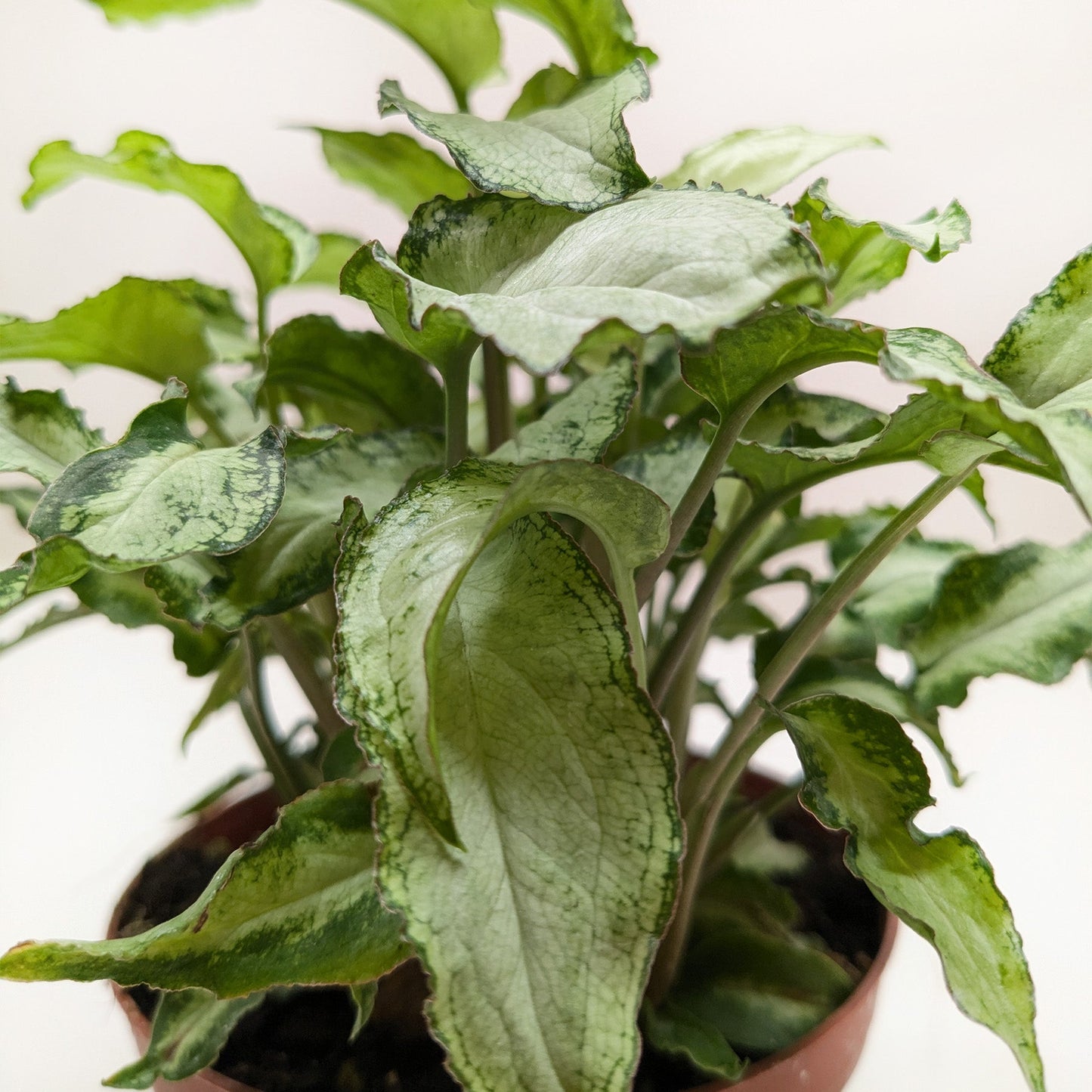 Arrowhead Plant 'Three Kings'