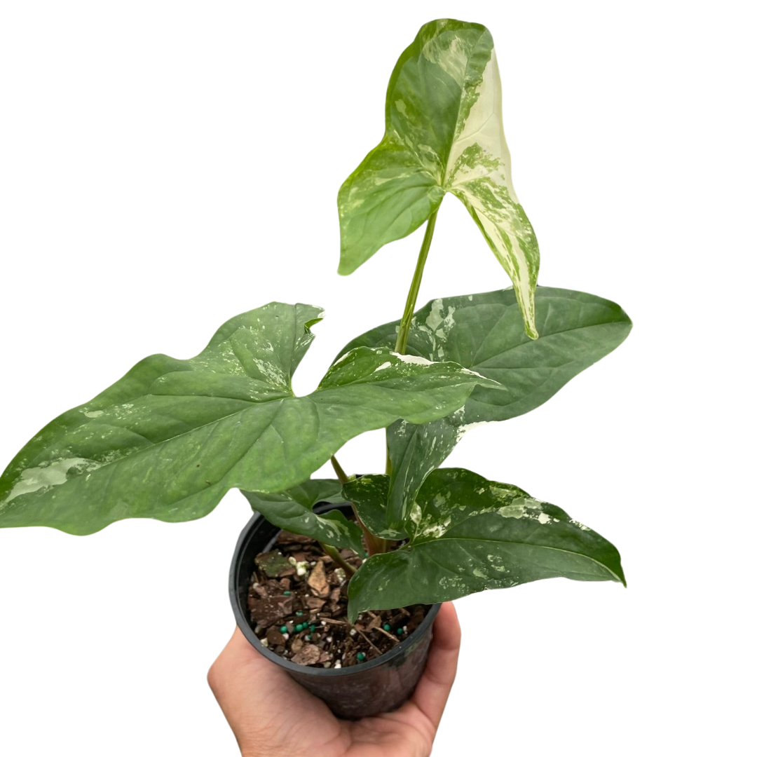 Arrowhead plant 'Albovariegata'