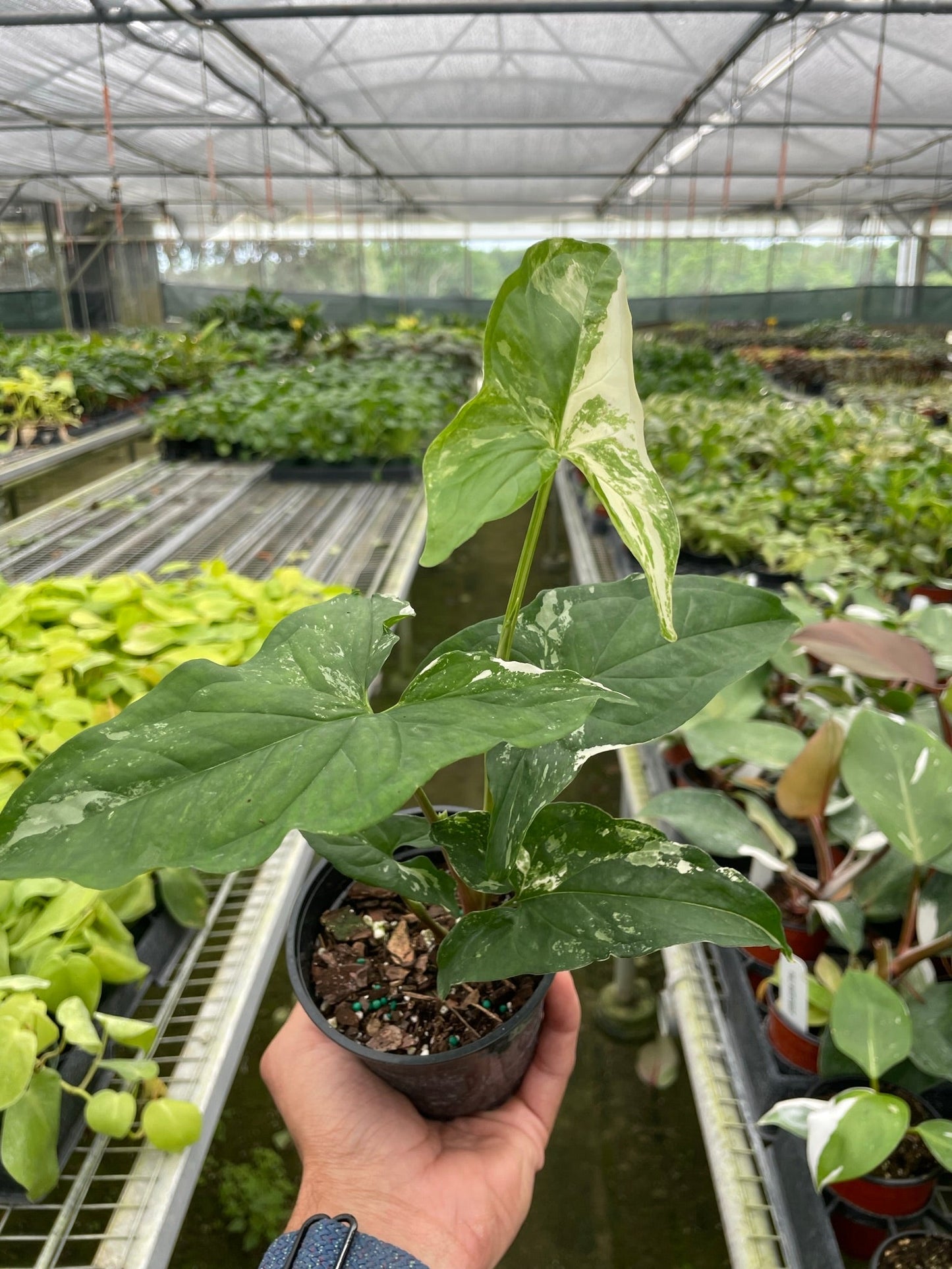 Arrowhead plant 'Albovariegata'