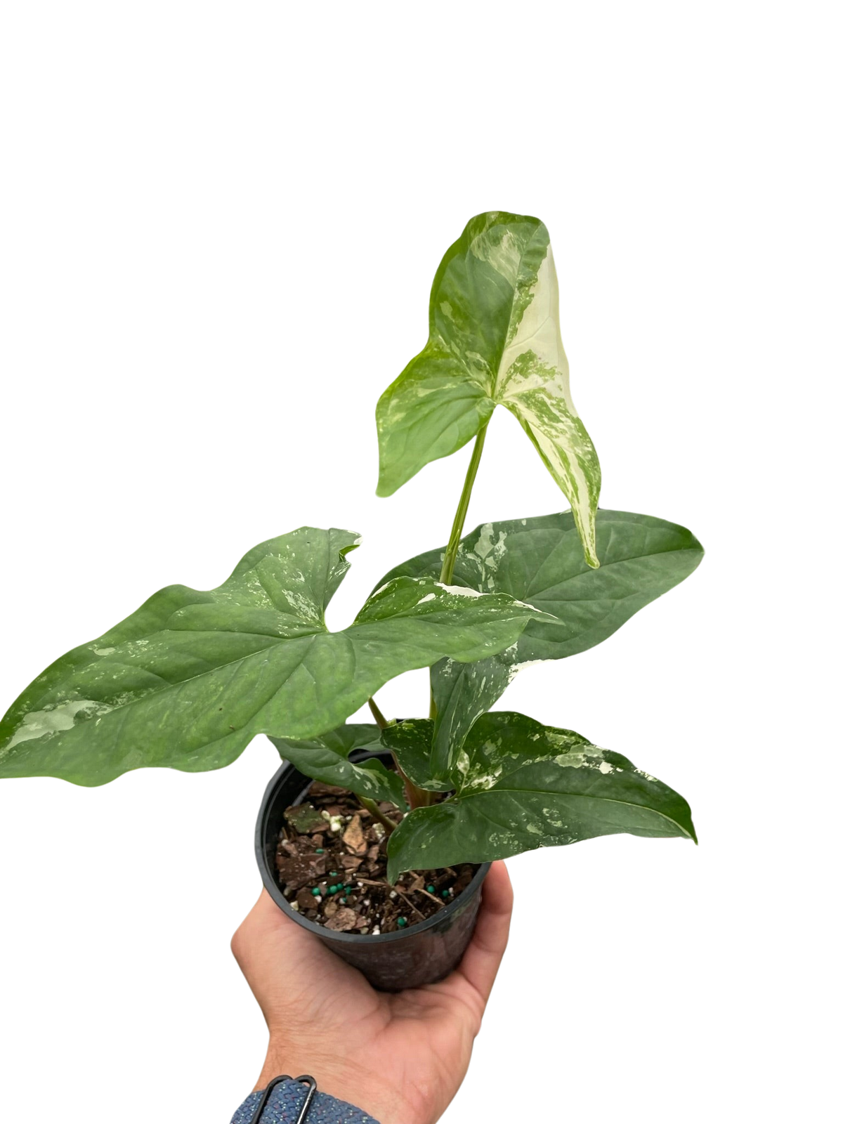 Arrowhead plant 'Albovariegata'