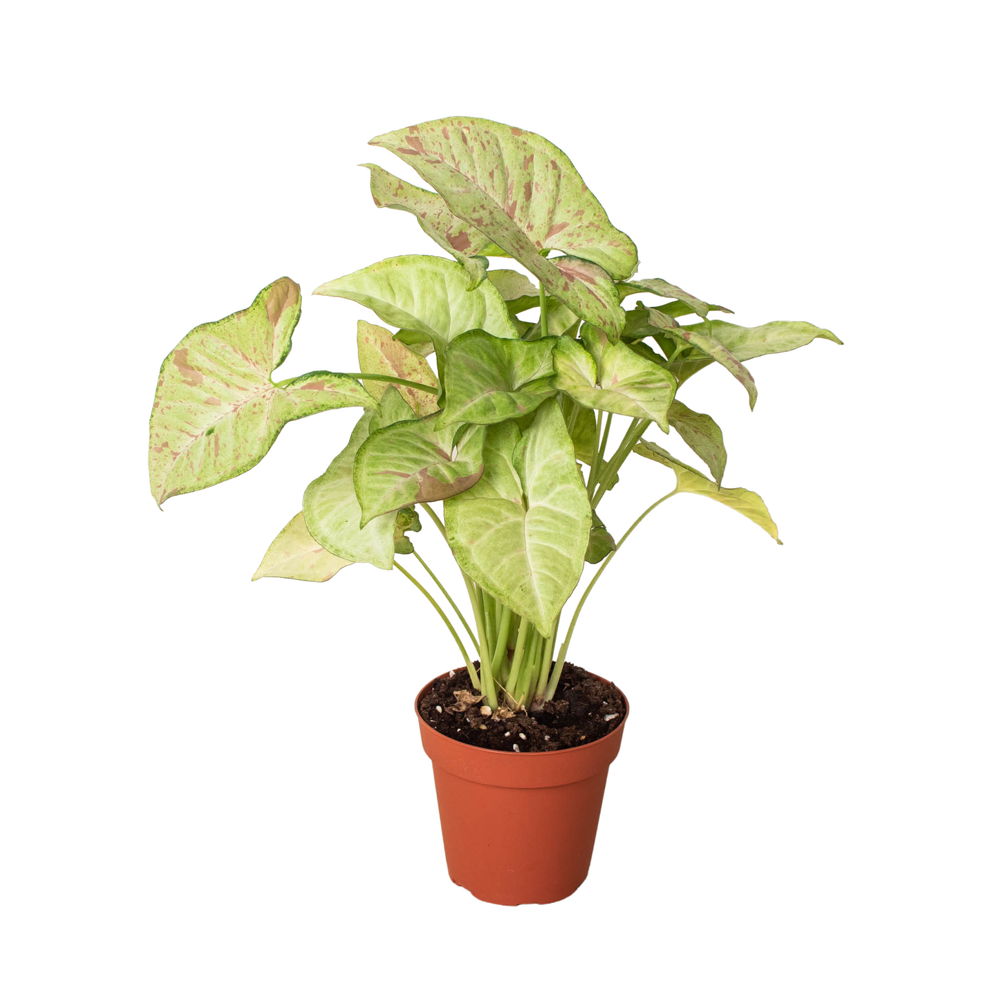 Arrowhead plant 'Confetti'