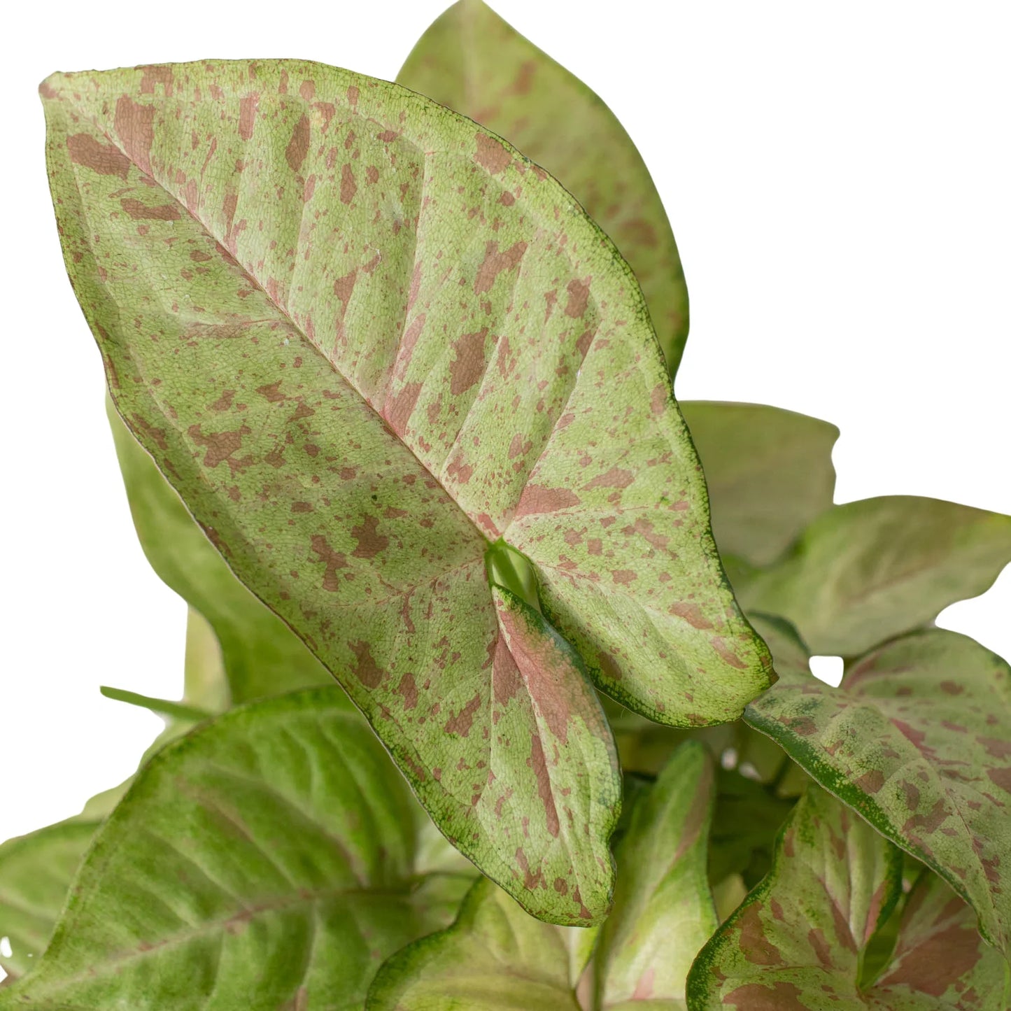 Arrowhead plant 'Confetti'