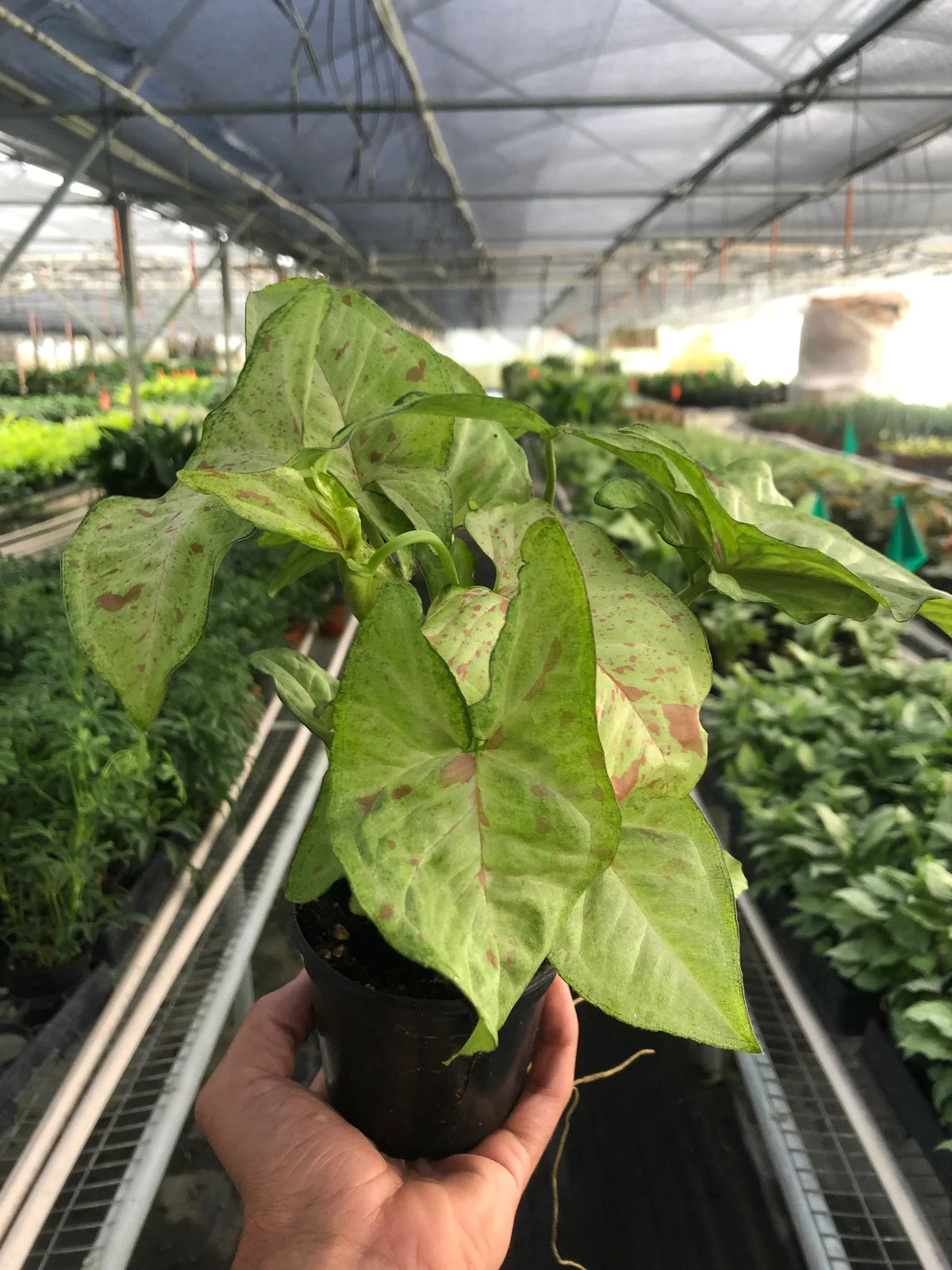 Arrowhead plant 'Confetti'