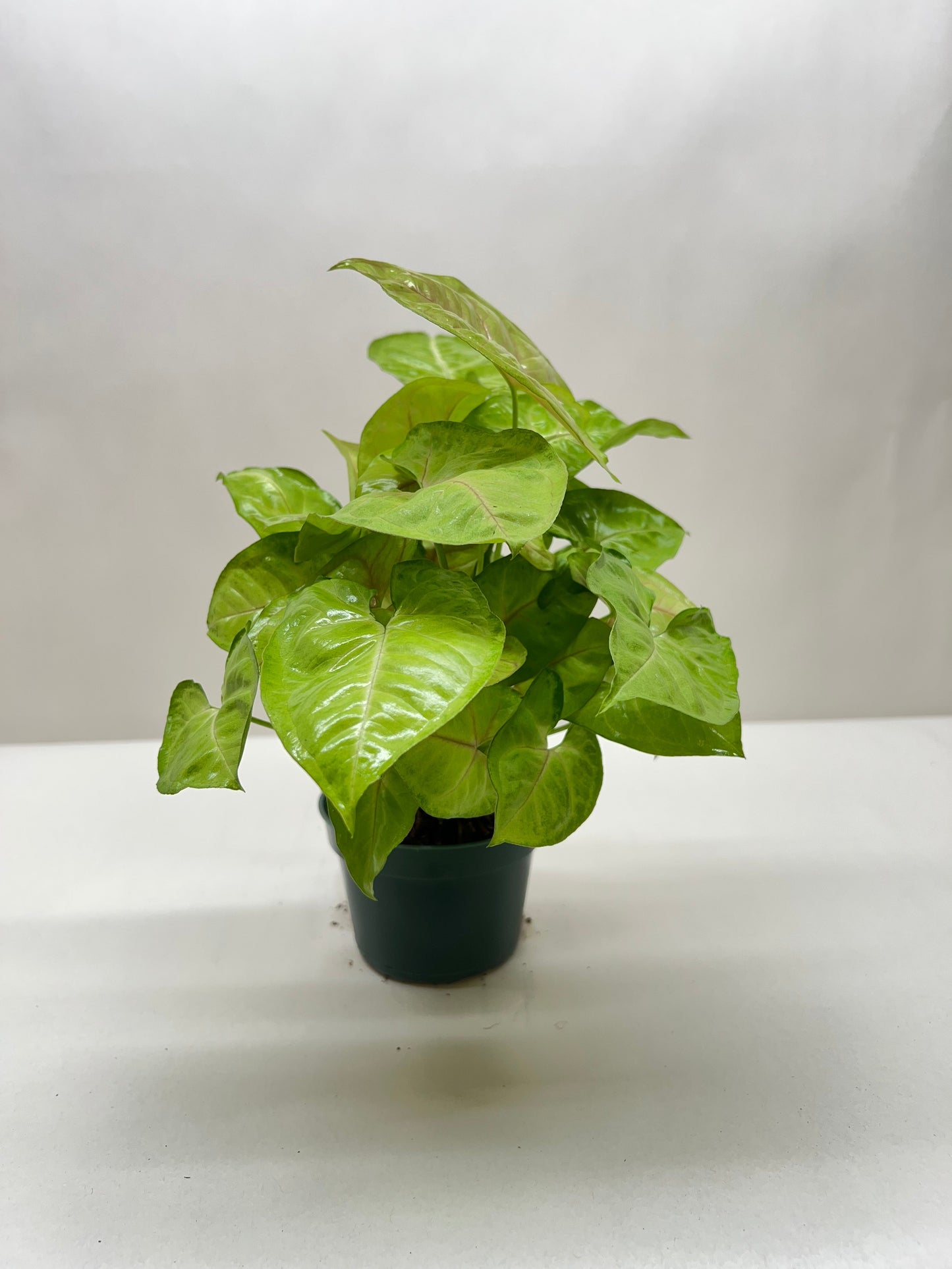 Arrowhead plant 'Cream Allusion'
