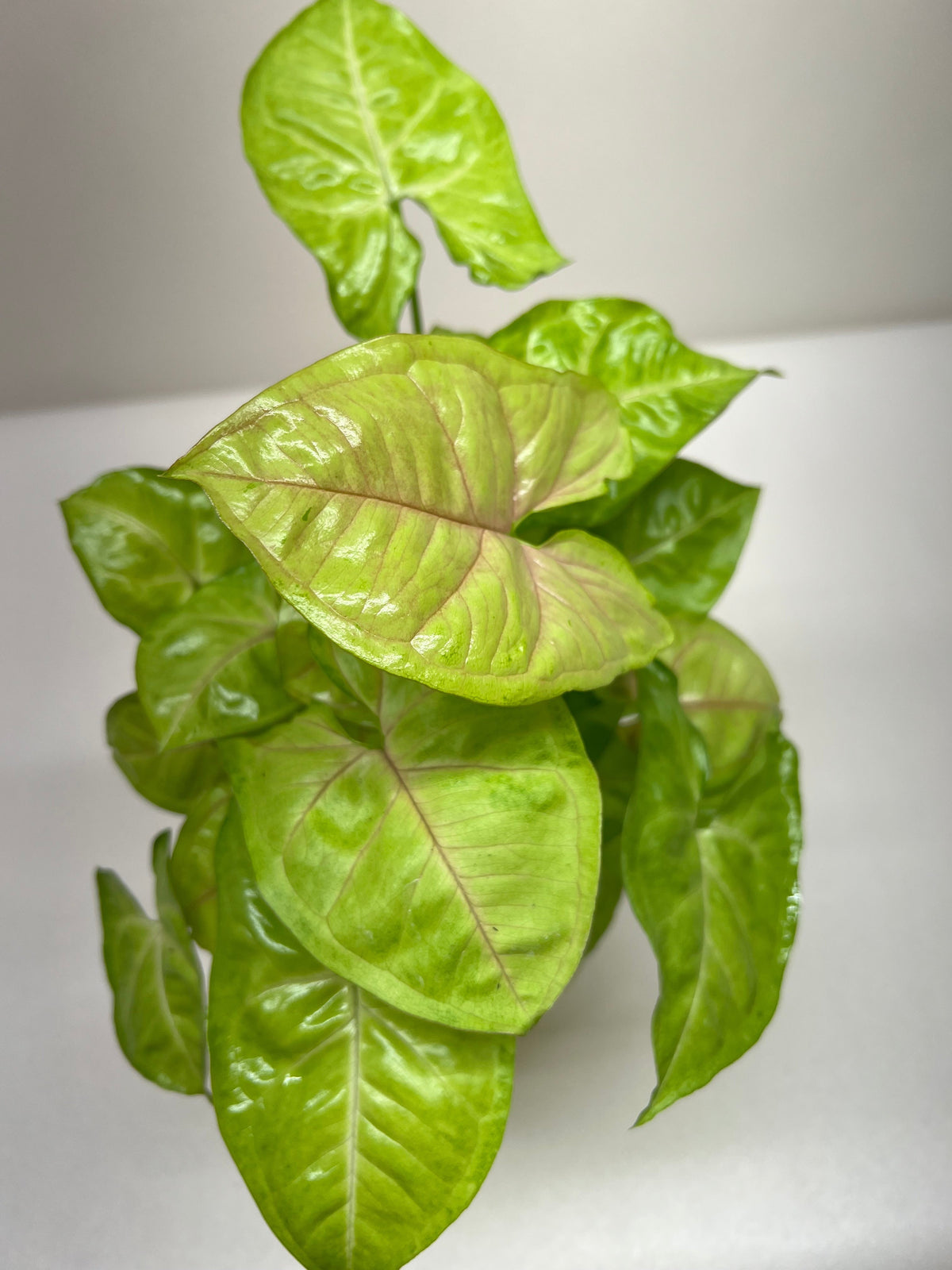 Arrowhead plant 'Cream Allusion'