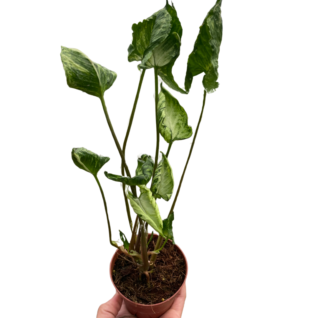 Arrowhead plant 'Godzilla'