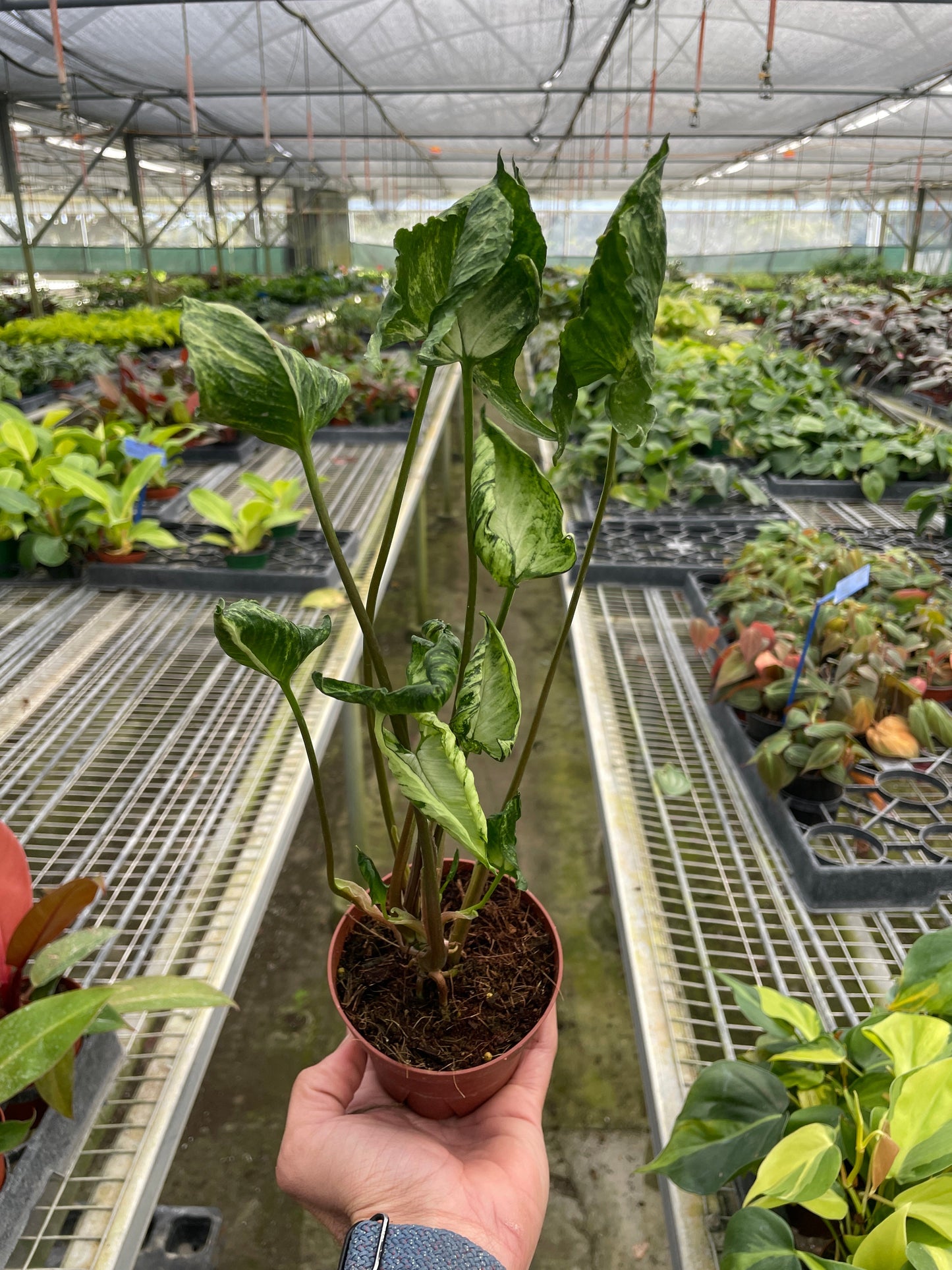 Arrowhead plant 'Godzilla'
