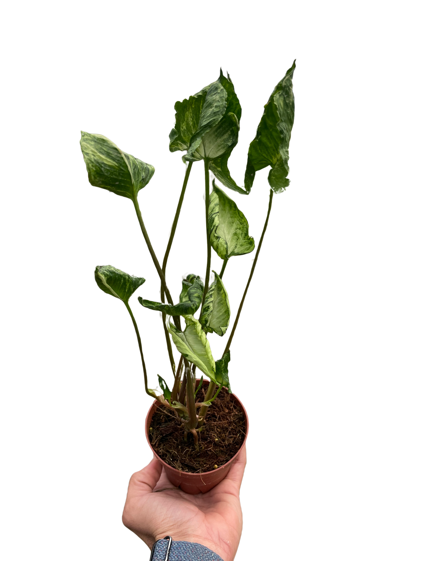 Arrowhead plant 'Godzilla'