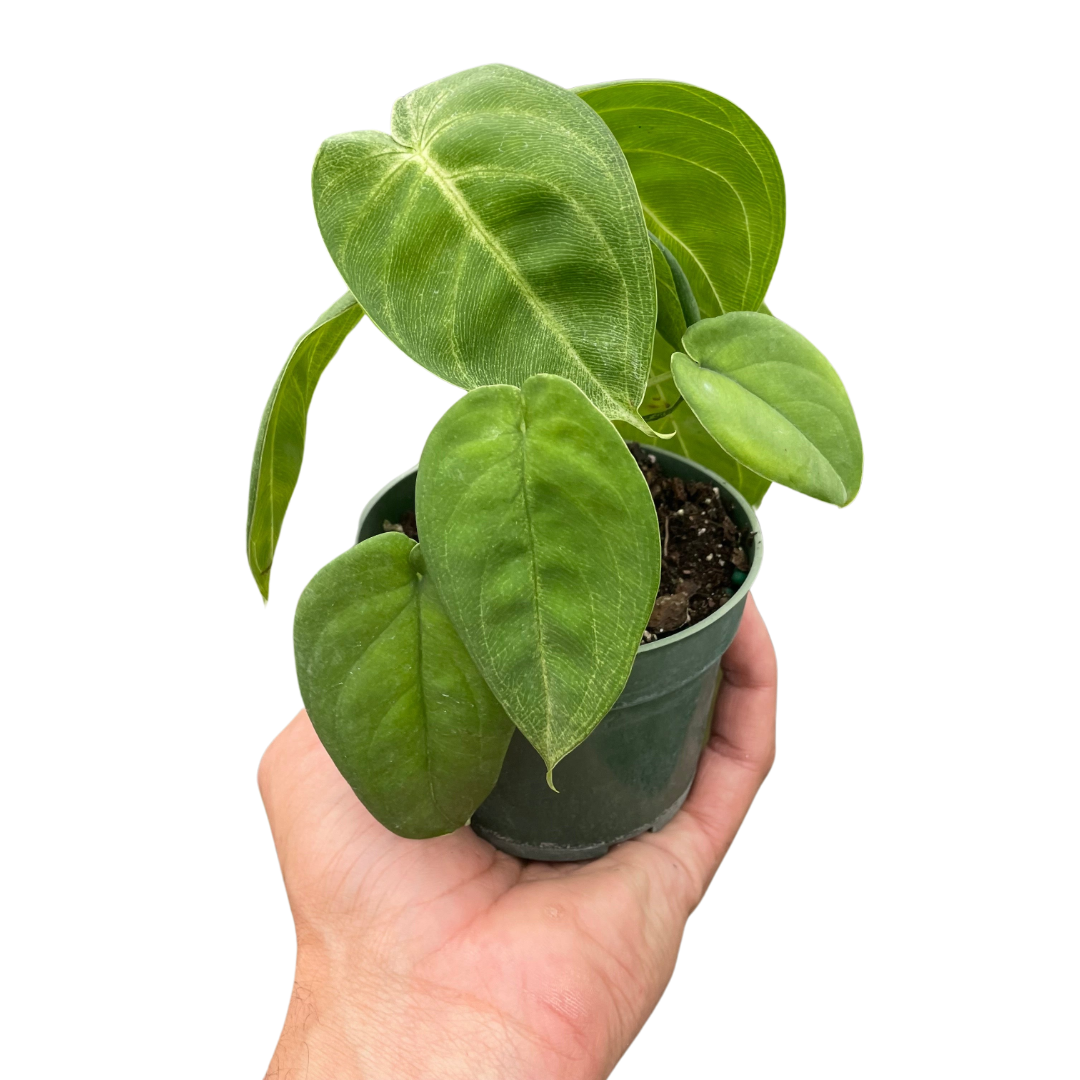 Syngonium 'Frosted Heart'