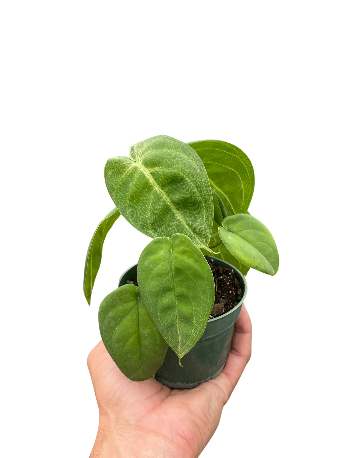 Syngonium 'Frosted Heart'