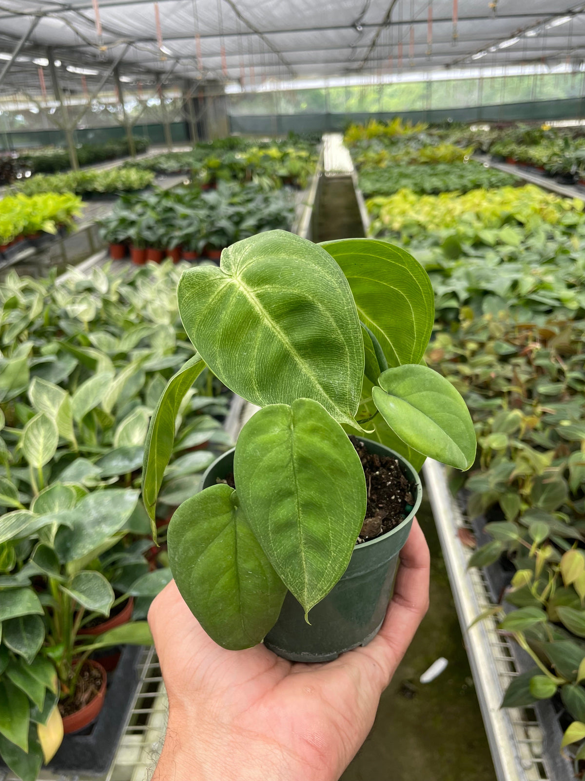 Syngonium 'Frosted Heart'