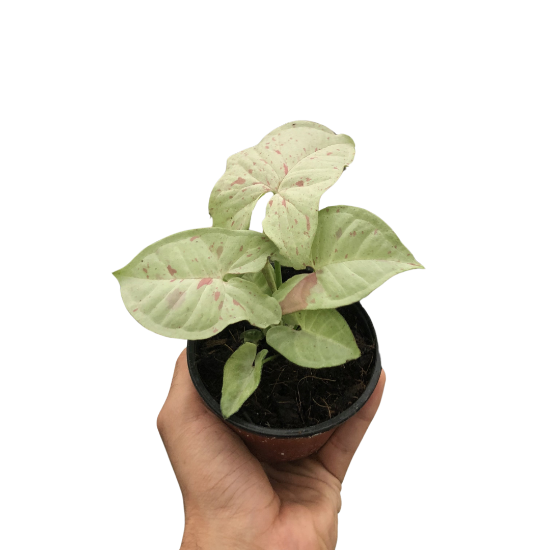Arrowhead plant 'Milk Confetti'