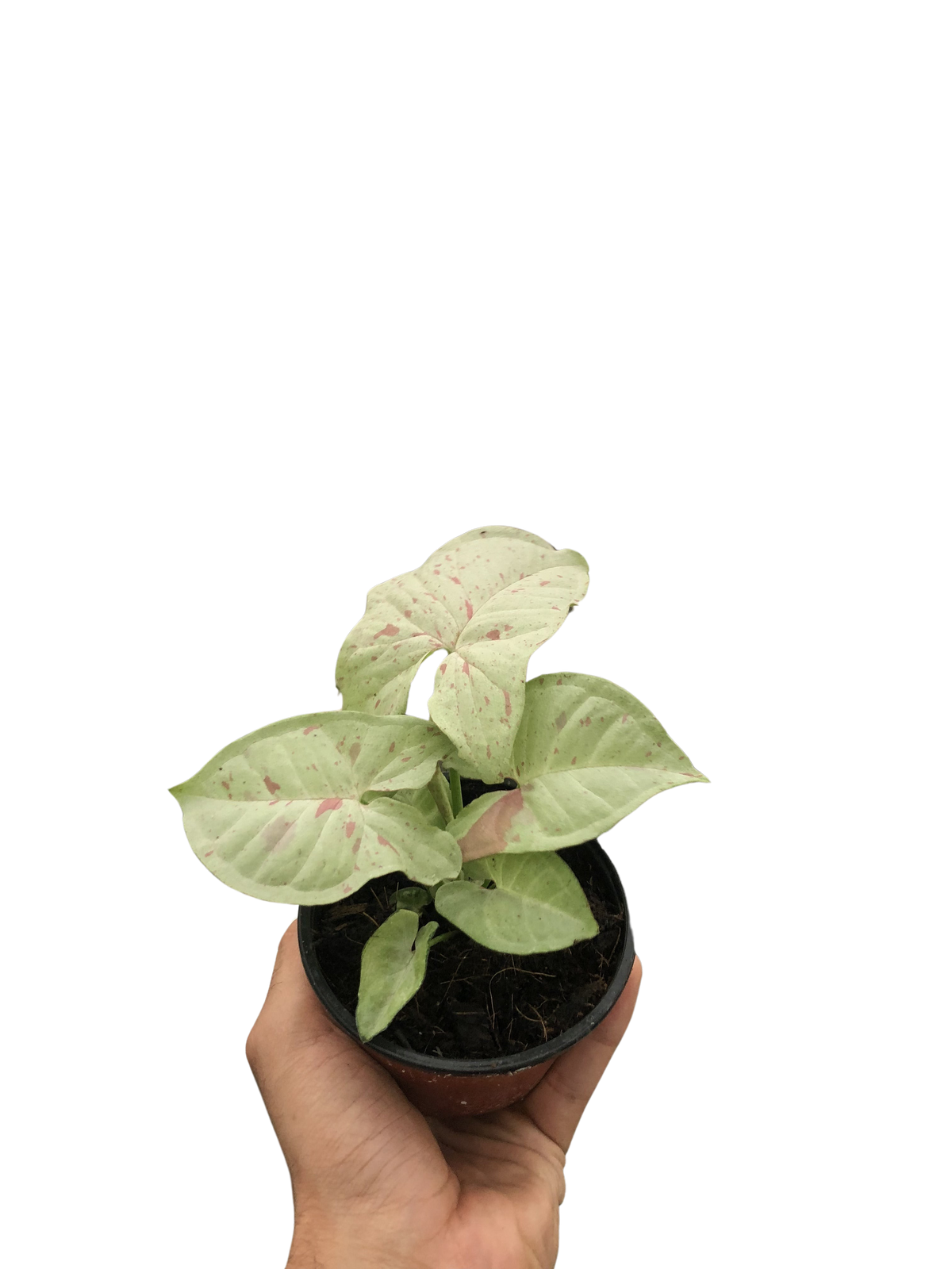Arrowhead plant 'Milk Confetti'
