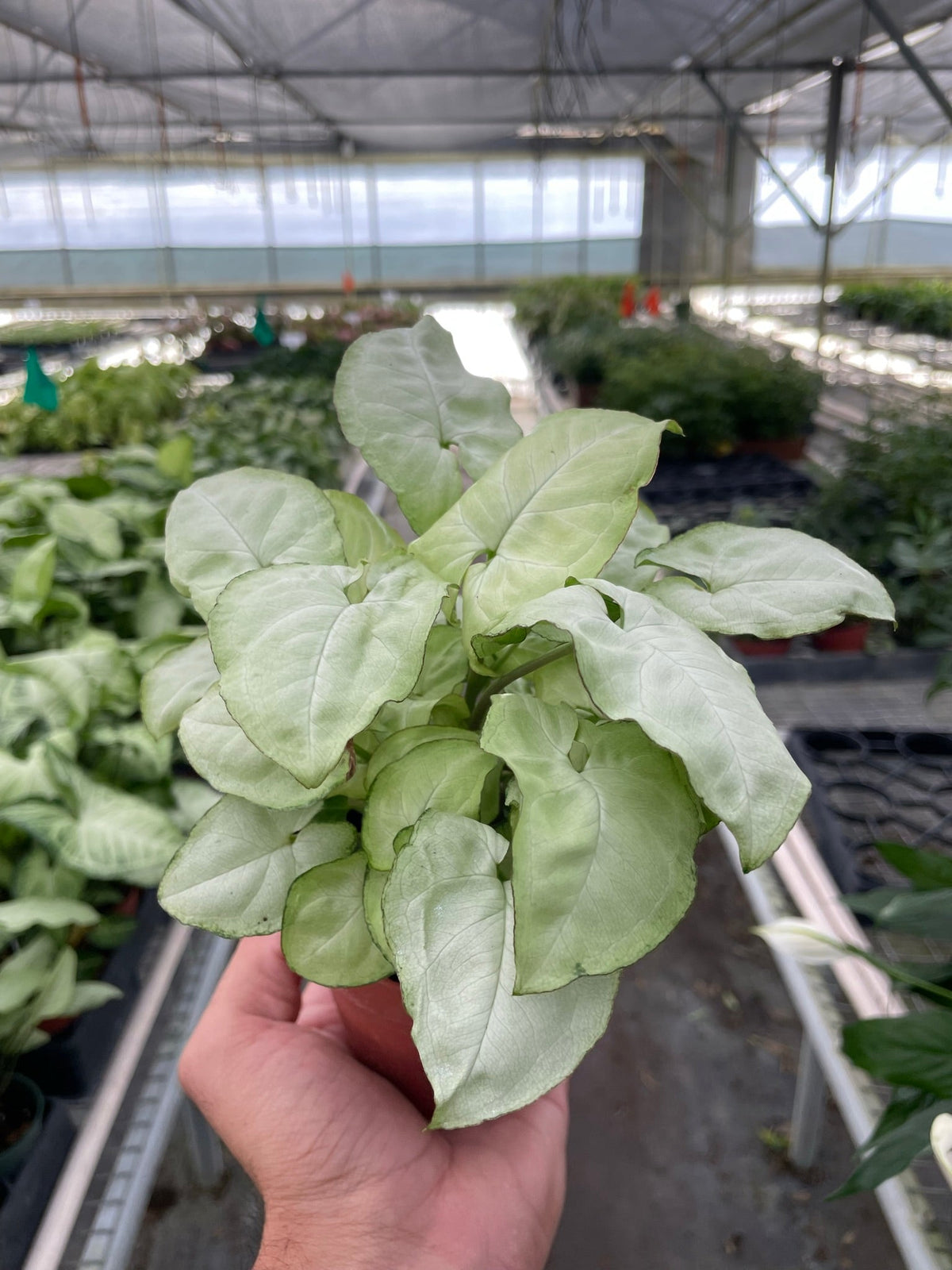 Arrowhead plant 'Moonshine'