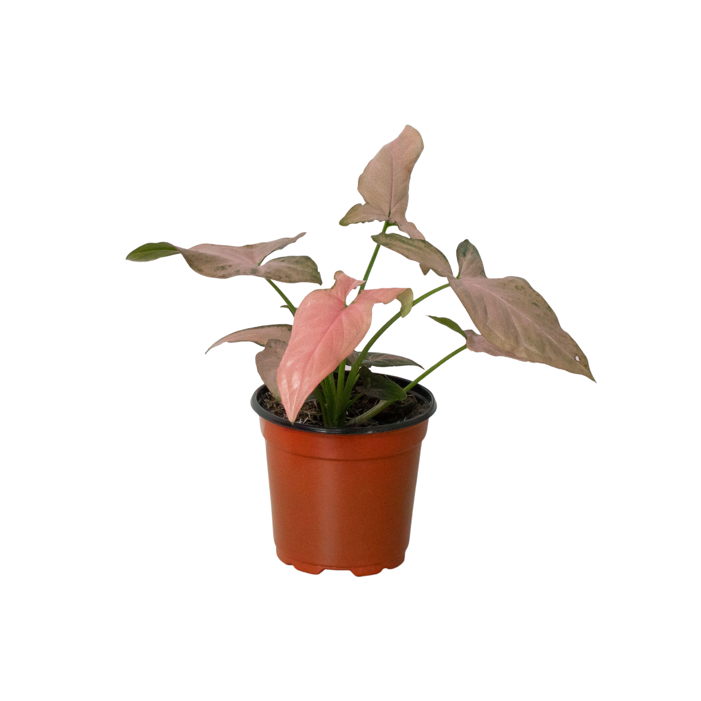 Arrowhead plant 'Pink Splash'
