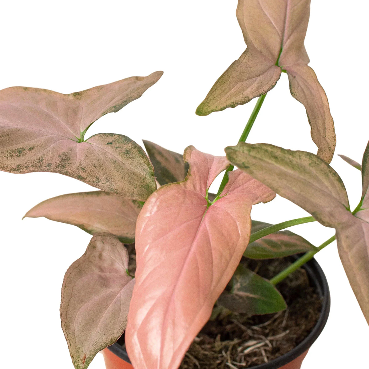 Arrowhead plant 'Pink Splash'