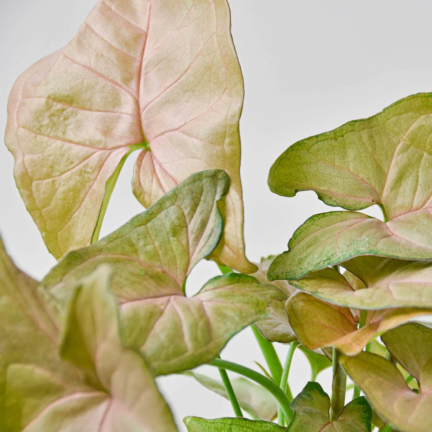 Arrowhead plant 'Strawberry cream'