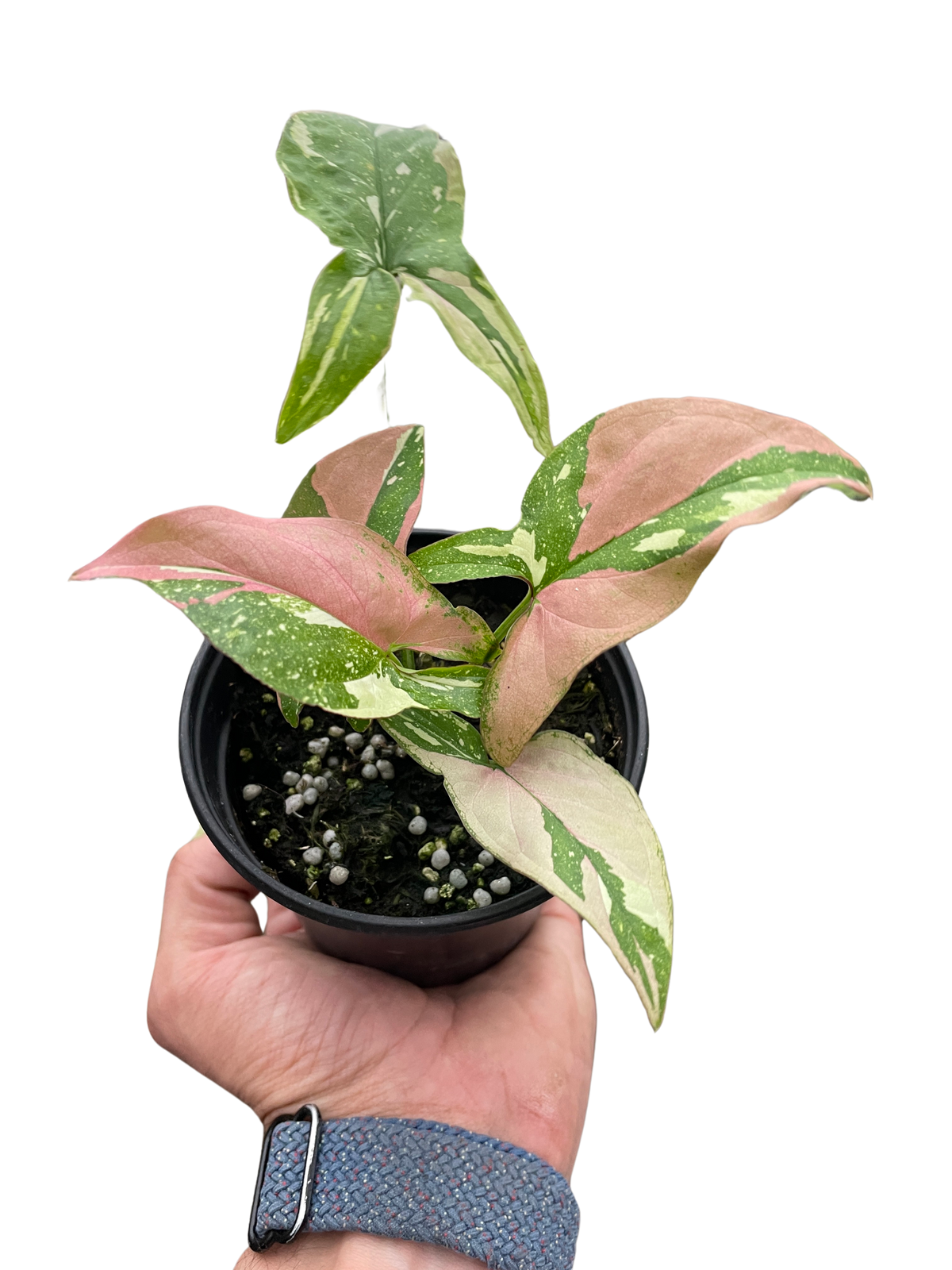 Arrowhead plant 'Red spot tricolor'