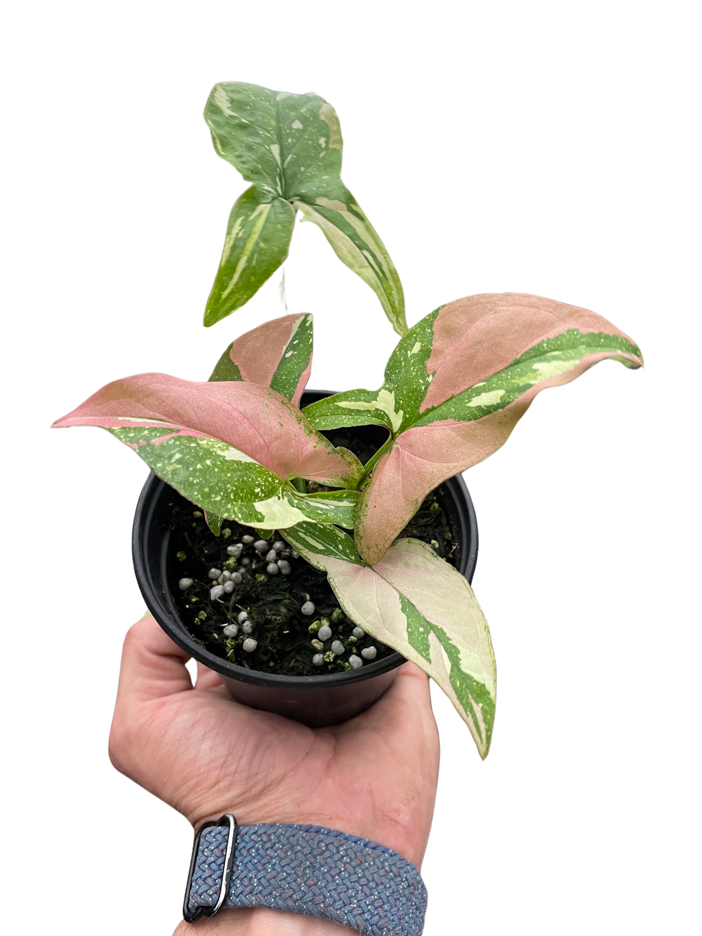 Arrowhead plant 'Red spot tricolor'