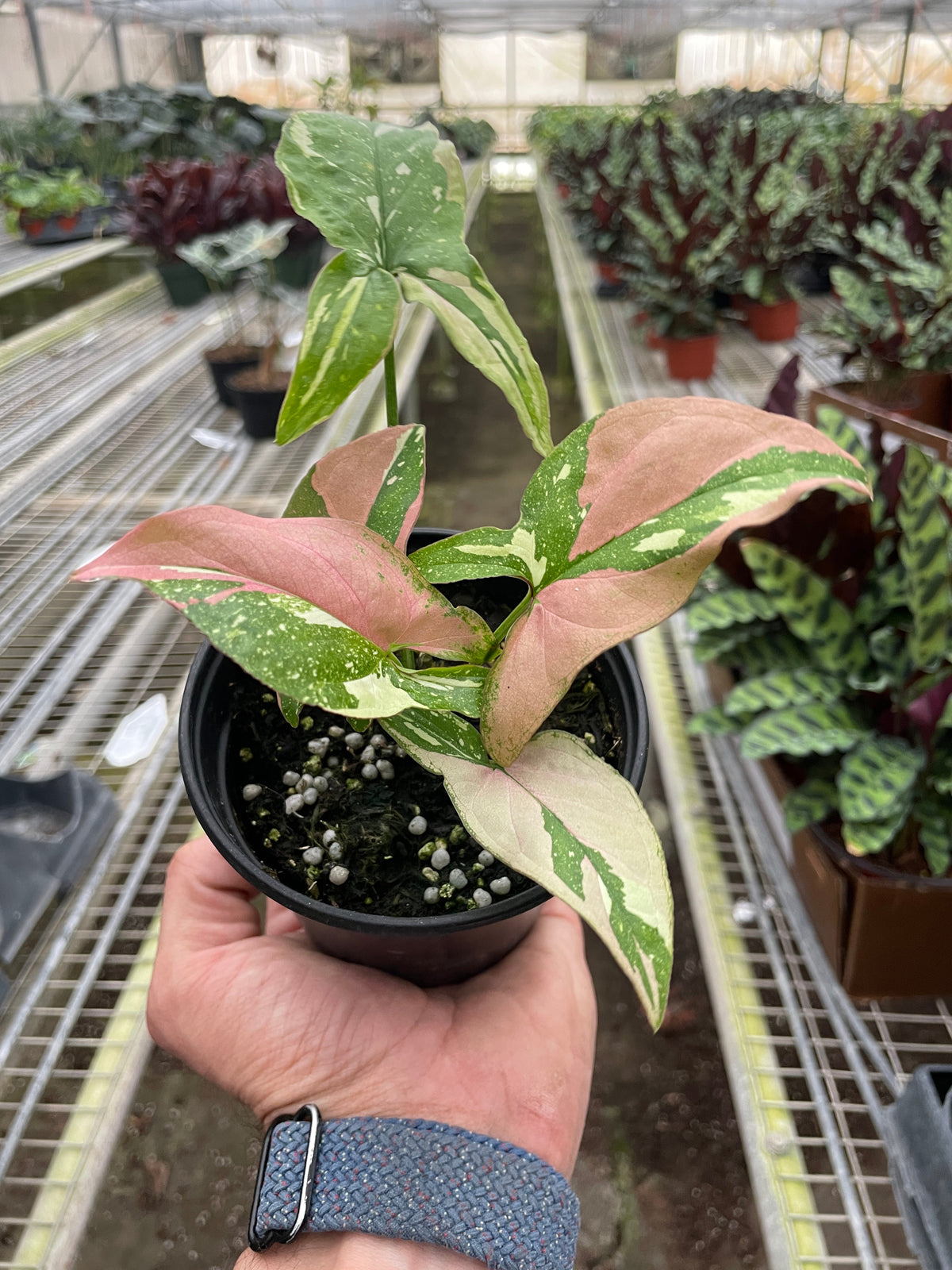 Arrowhead plant 'Red spot tricolor'