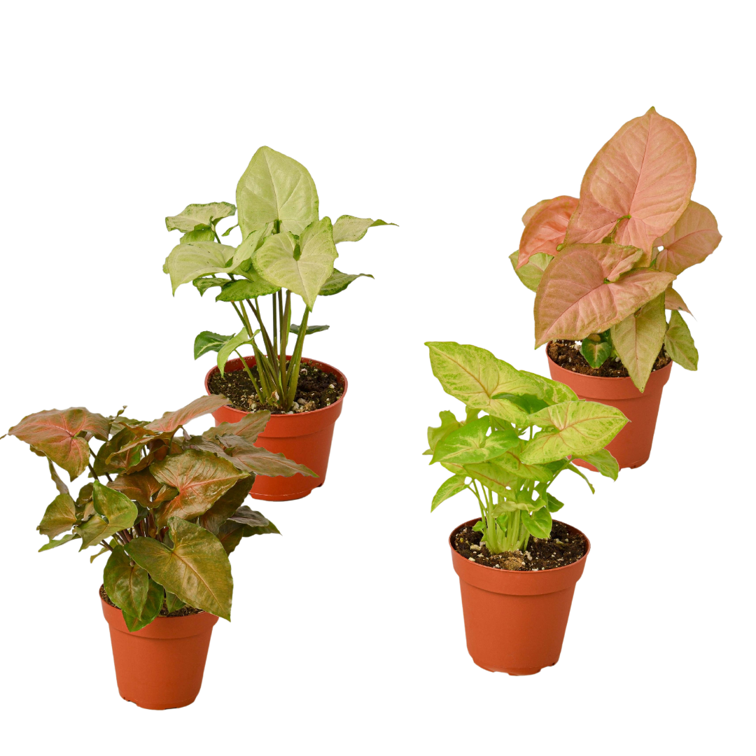 4 Different Syngonium Plants