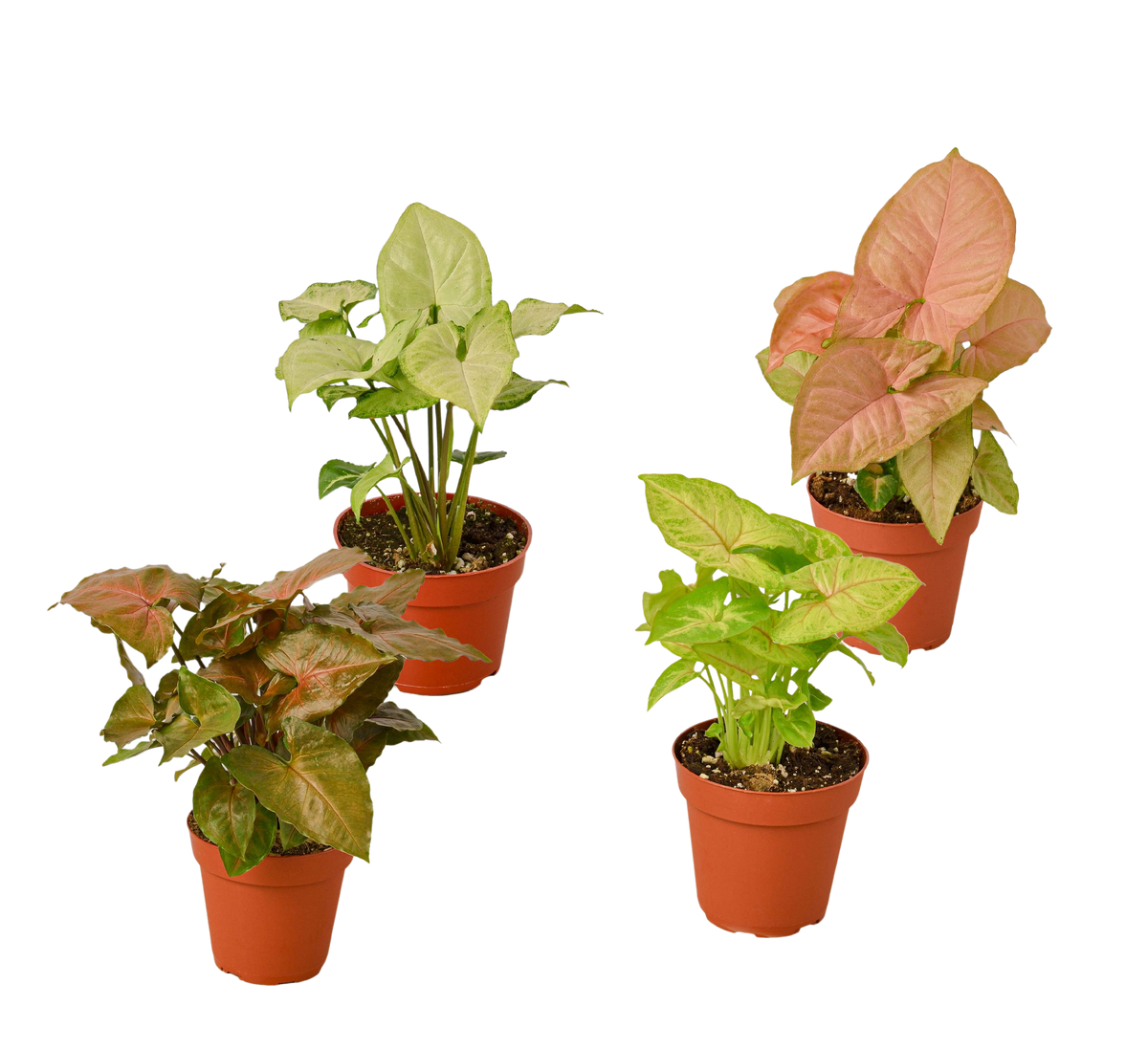 4 Different Syngonium Plants