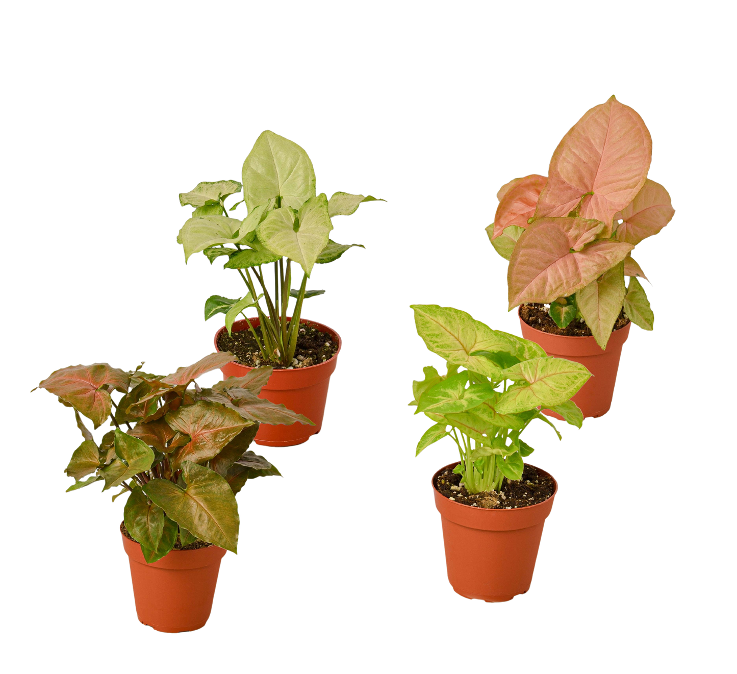 4 Different Syngonium Plants