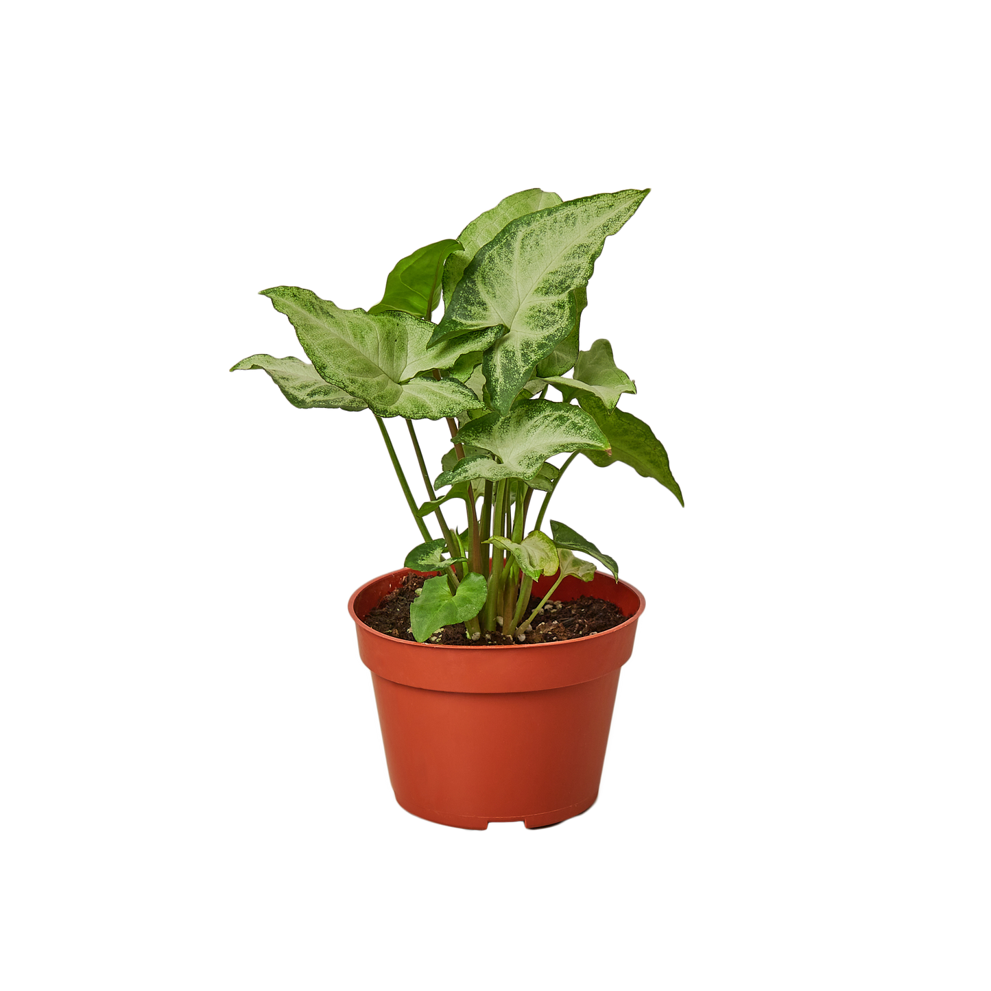 Arrowhead plant 'White Butterfly'