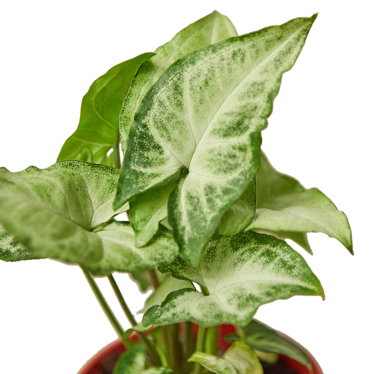 Arrowhead plant 'White Butterfly'