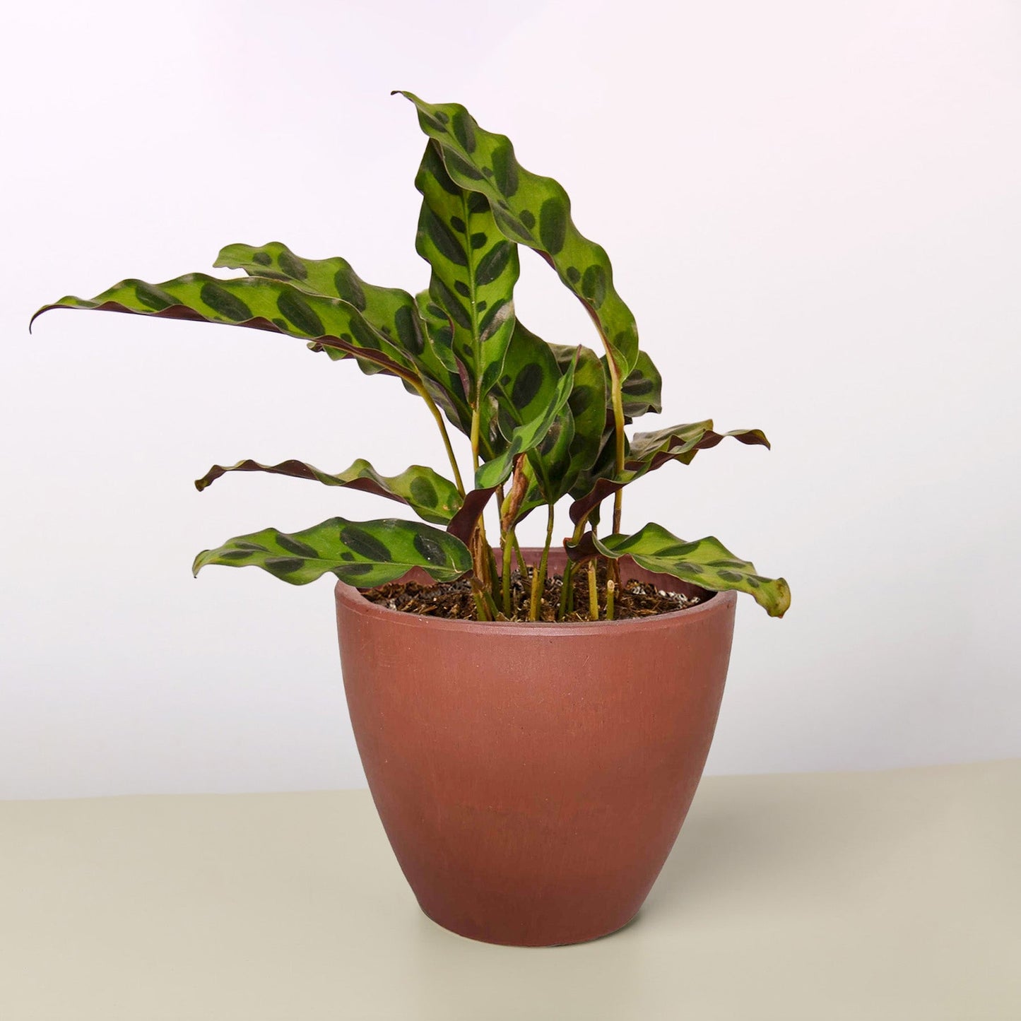 Rattlesnake Plant
