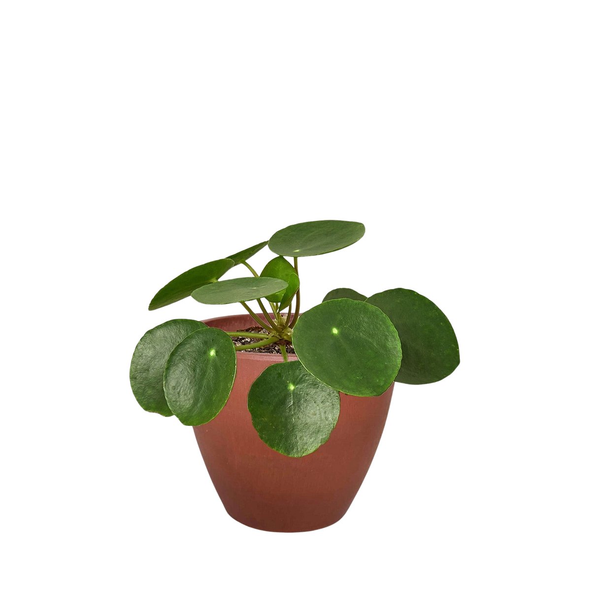 Chinese money plant