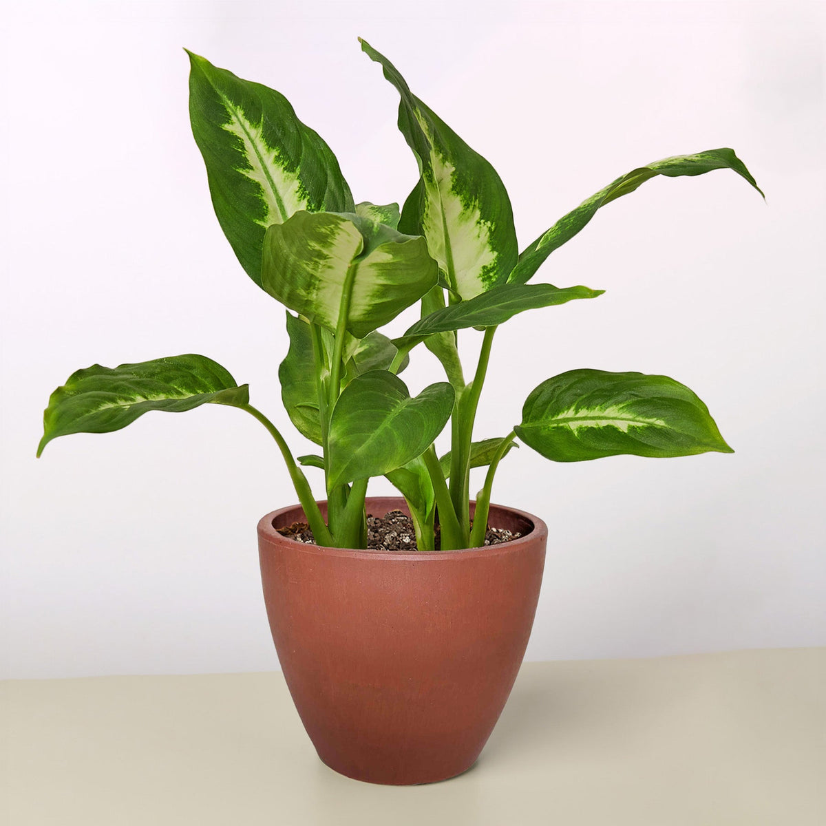 Dieffenbachia Camilla