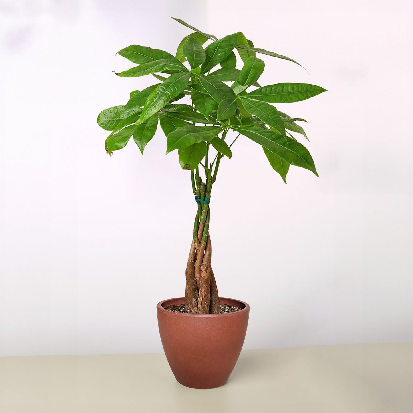 Braided Money Tree