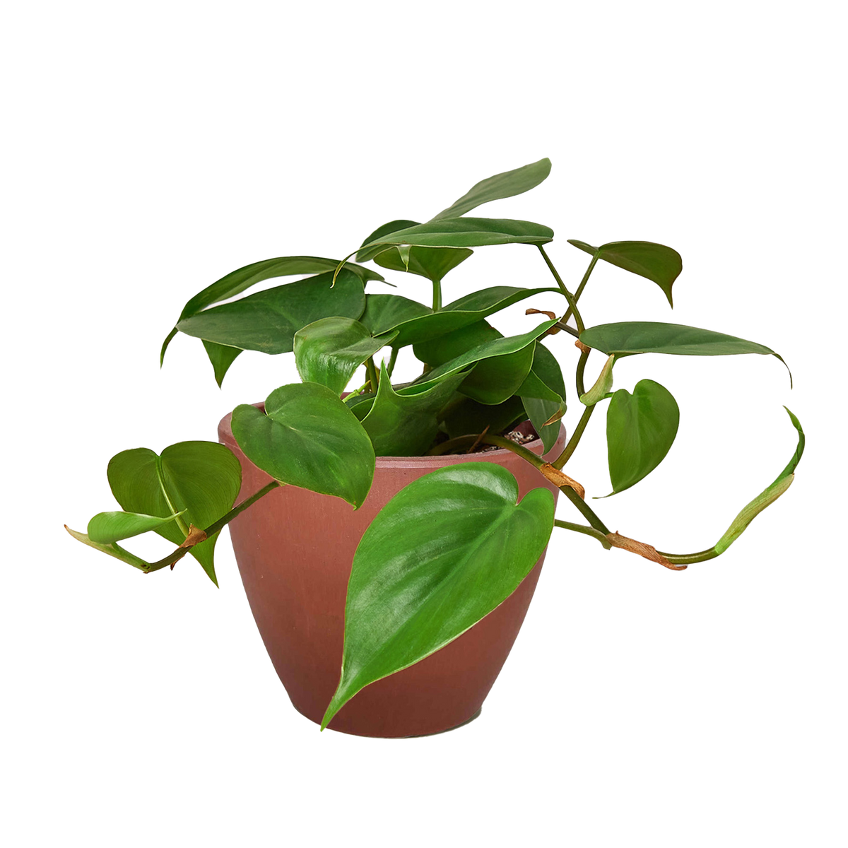 Heart Leaf Philodendron