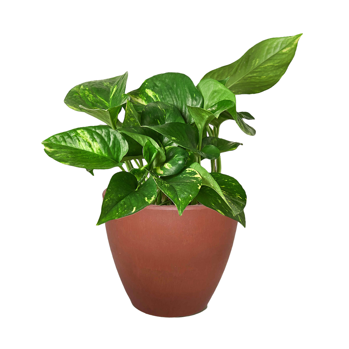 Golden Pothos