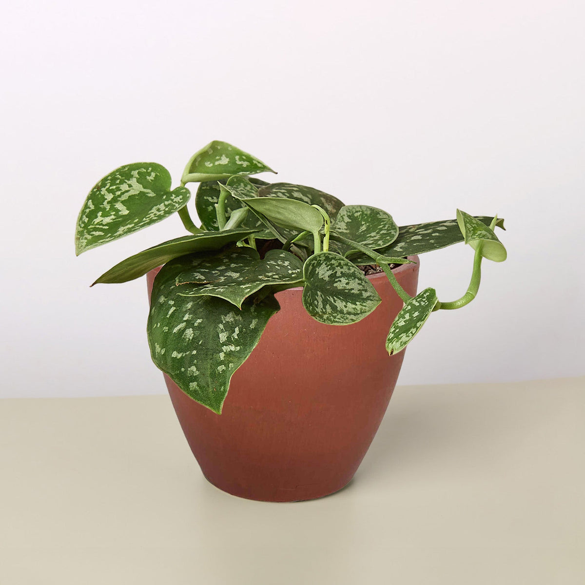 Satin Pothos 'Argyraeus'