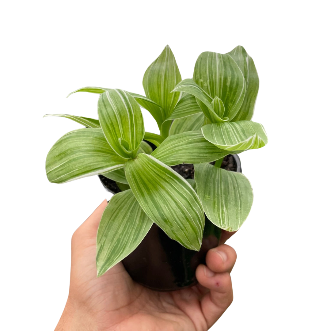 Tradescantia 'Albovittata'
